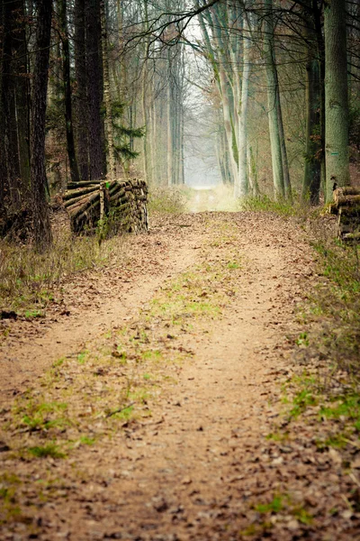 Landweg in het bos op mistige dag — Stockfoto