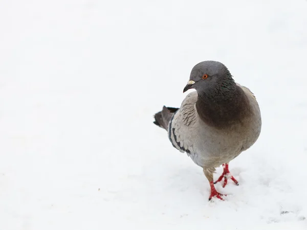 鸽子在城市街头，冬天时间 — 图库照片