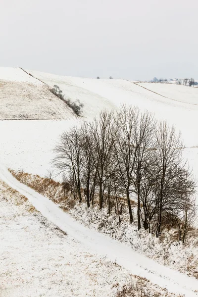 Árboles en el campo cubiertos de nieve. Paisajes de invierno — Foto de Stock
