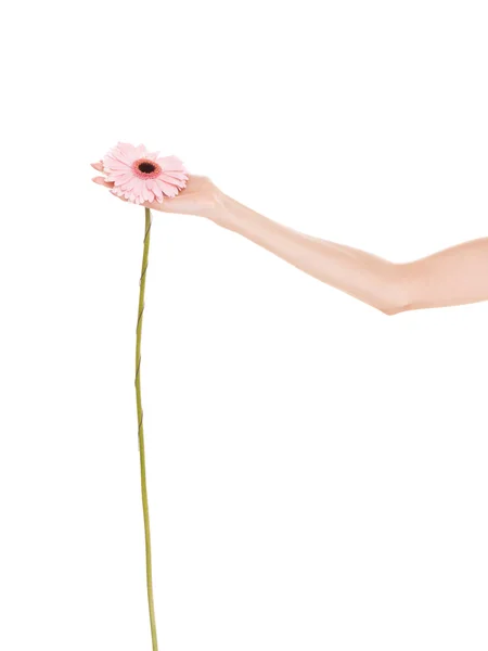 Emberi kezében rózsaszín gerbera százszorszép virág. — Stock Fotó