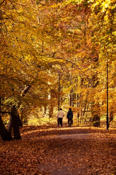 Femmes âgées marchant dans la forêt d'automne . — Photo