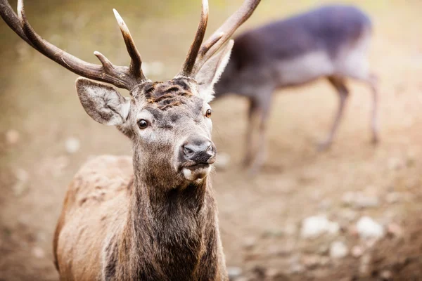 Veado macho — Fotografia de Stock