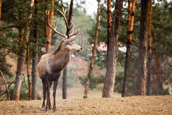 Red deer stag in autumn fall forest — Stock Photo, Image