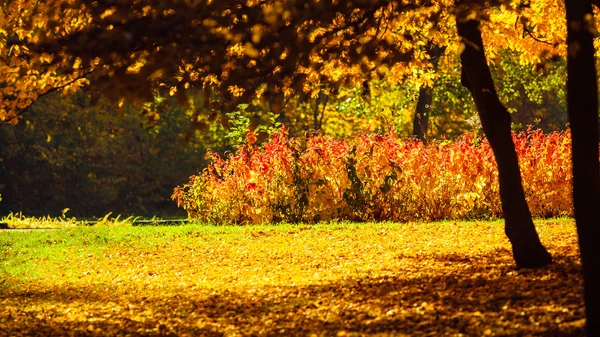 城市公园里的树叶和树木 — 图库照片