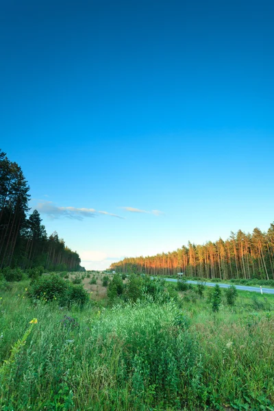 Estrada de asfalto e floresta — Fotografia de Stock