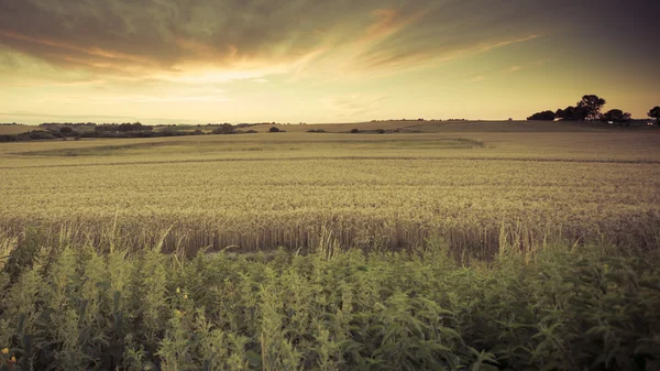 Beautiful sunset over summer field — Stock Photo, Image