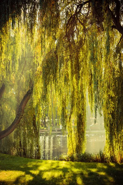 Park with pond and willow trees — Stock Photo, Image