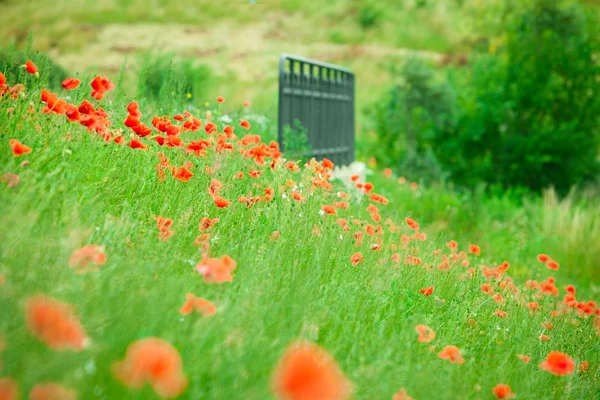 日当たりの良い夏の草原で赤いケシ — ストック写真