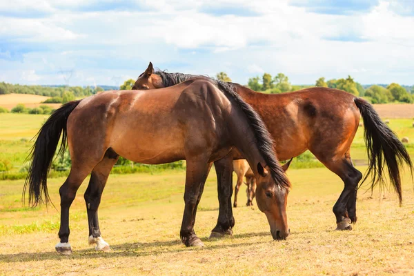 Majestuosos caballos marrones en el prado . —  Fotos de Stock
