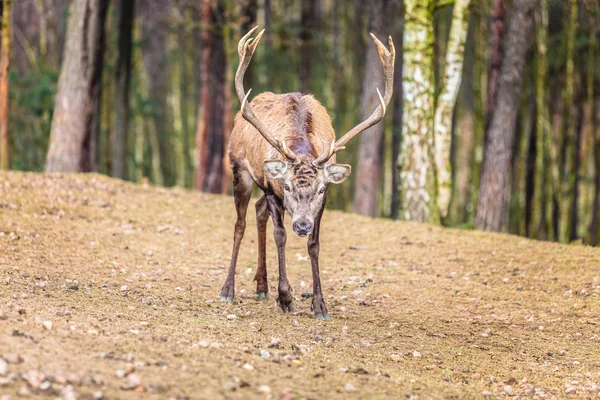 Hertenhert in herfstbos — Stockfoto