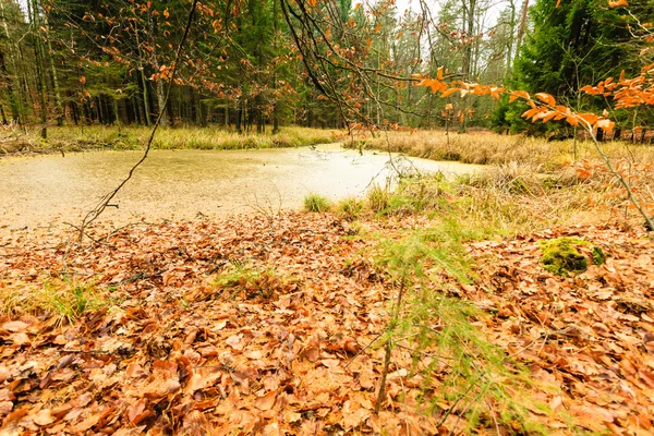 Forest swamp landscape — Stock Photo, Image