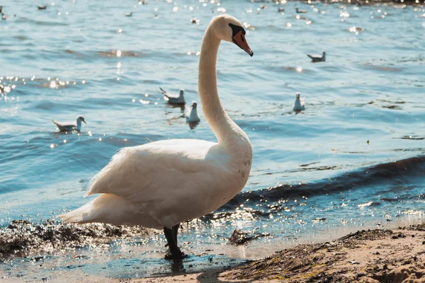 Swan by sea ocean water. — Stock Photo, Image