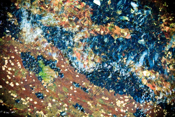 Абстрактный фон. Раковины в воде — стоковое фото