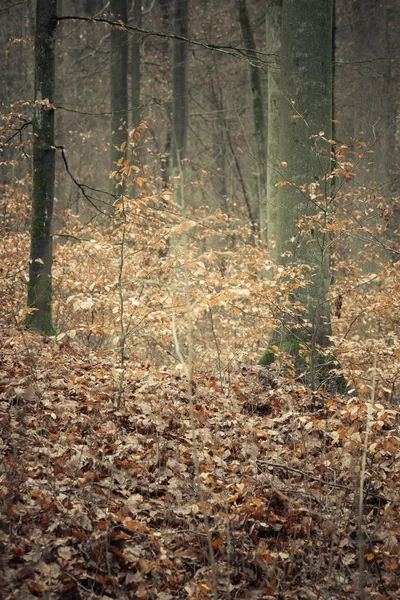 Uitzicht binnen in het herfstbos — Stockfoto