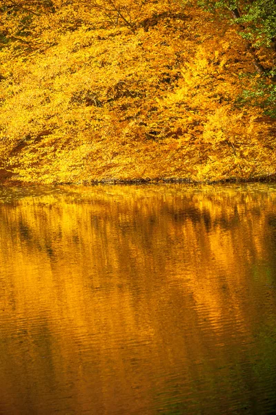 Eau avec arbres d'automne dans le parc — Photo