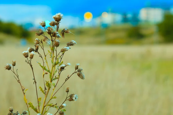 Pradera flores silvestres sobre fondo borroso —  Fotos de Stock