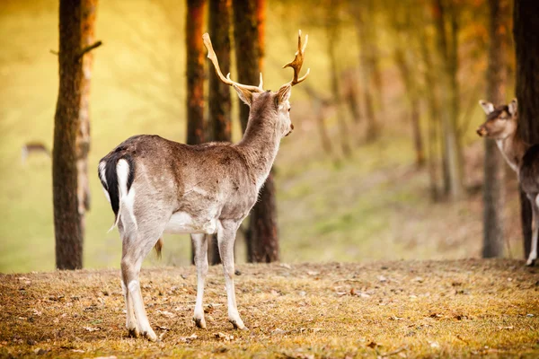 Stádo jelenů v přírodě — Stock fotografie