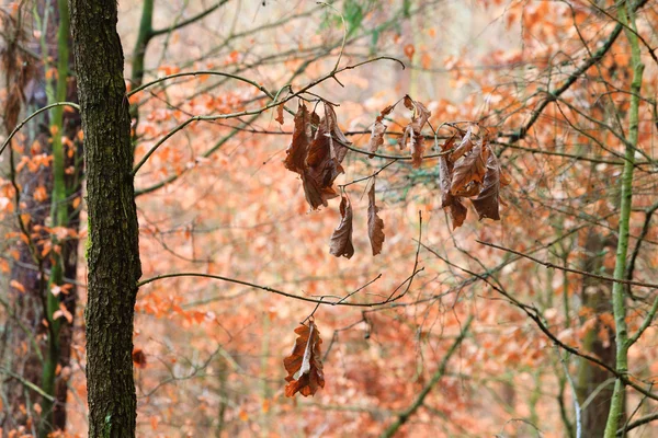 Autunno foglie cadono alberi nella foresta — Foto Stock