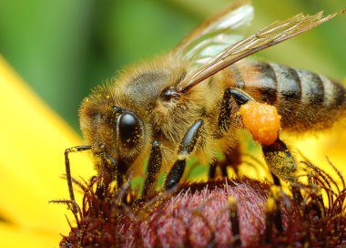 Bal arısı sarı çiçek, makro yakın