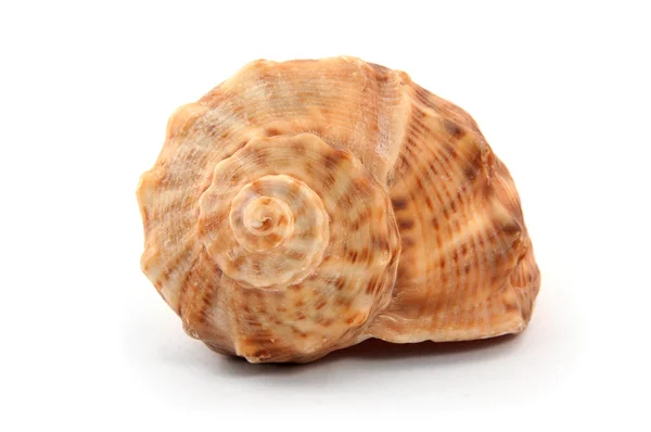 Sea shell isolated on white background — Stock Photo, Image