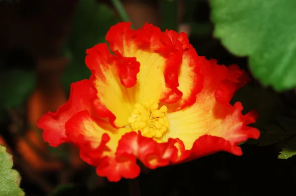 Red flower — Stock Photo, Image