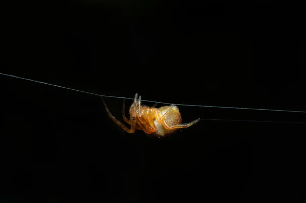 Oranžové spider kudrnaté vlasy, samostatný — Stock fotografie