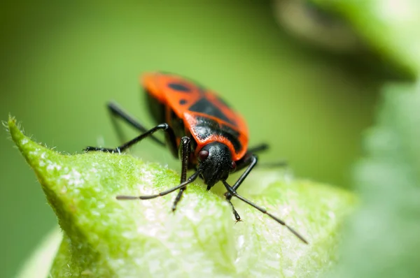 槭 bug — 图库照片