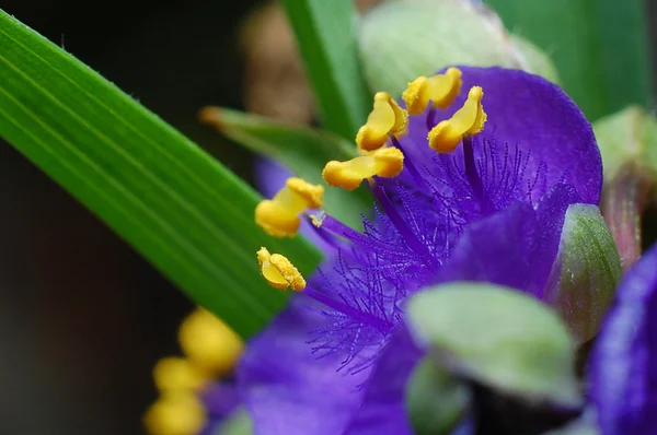 Blå close-up skudt blomst - Stock-foto