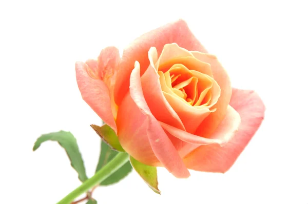 Beyaz arkaplanda güller