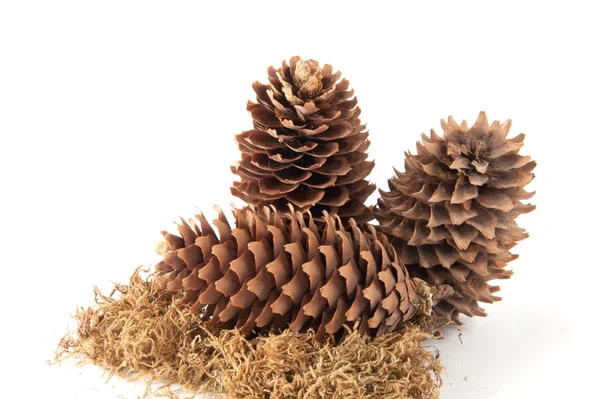 Pine cones — Stock Photo, Image