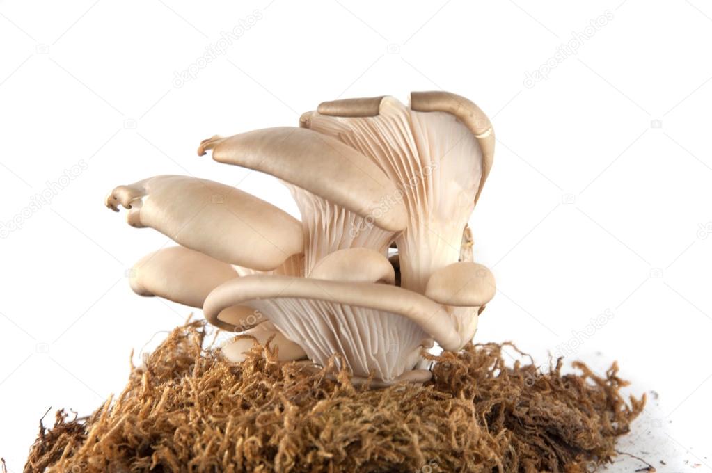 Mushrooms on white background