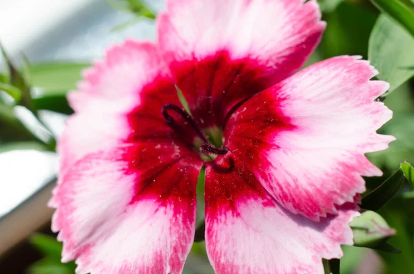 Rød nellike blomster - Stock-foto