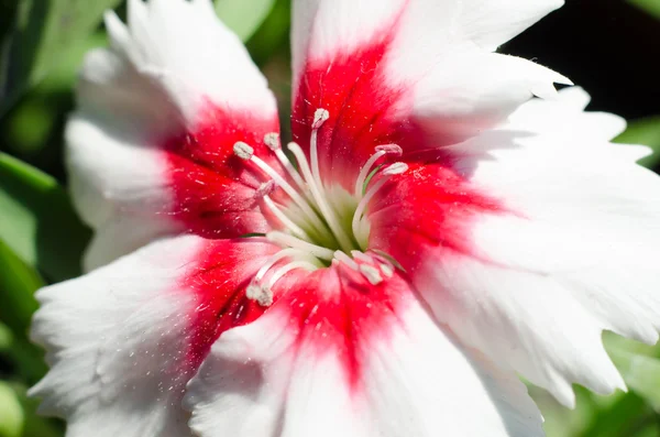 Red carnation flowers — Stock Photo, Image