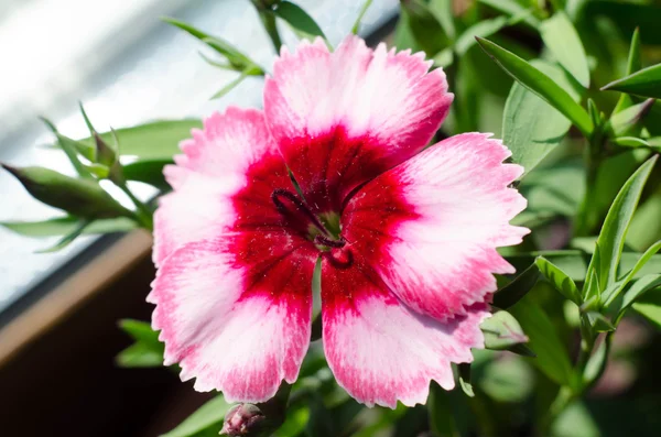 Red carnation flowers — Stock Photo, Image