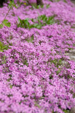 pembe phlox subulata çiçek arka plan