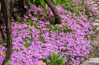 pembe phlox subulata çiçek arka plan
