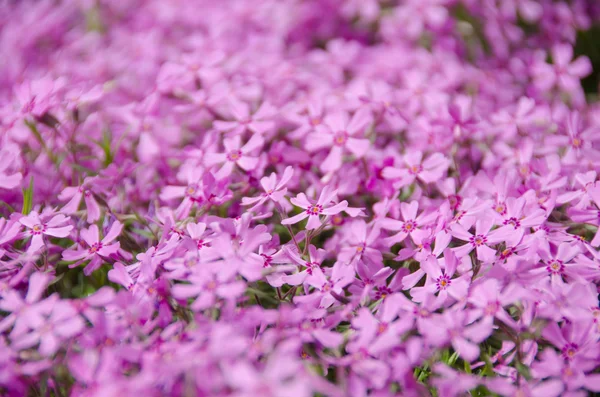 Pink phlox subulata flores fundo — Fotografia de Stock