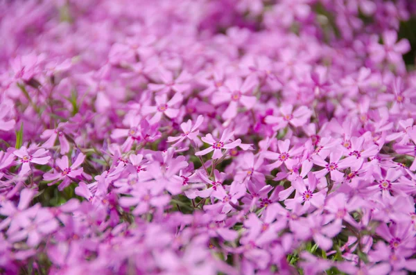 Fond rose phlox subulata fleurs — Photo