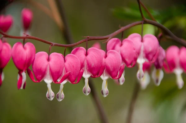 Blødende hjerte blomst - Stock-foto