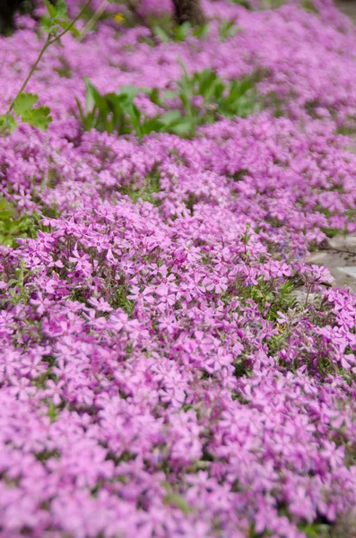 Розовый флокс субулата цветы фон — стоковое фото
