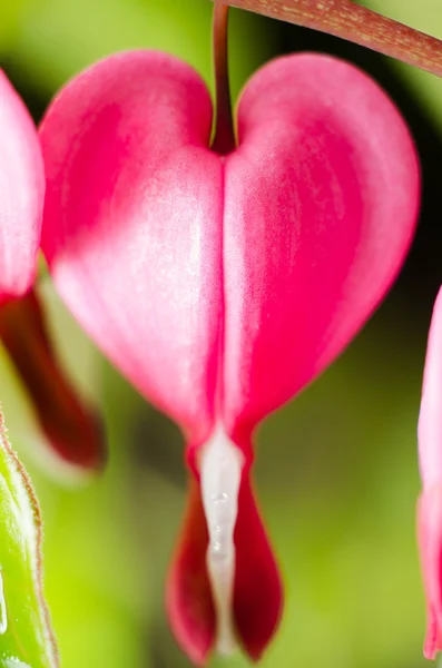 Sangramento flor do coração — Fotografia de Stock