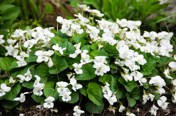 Hvide blomster . - Stock-foto