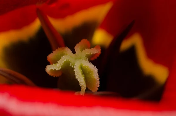 Red tulip isolated on white background — Stock Photo, Image