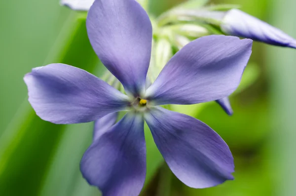 Blue flowers. — Stock Photo, Image