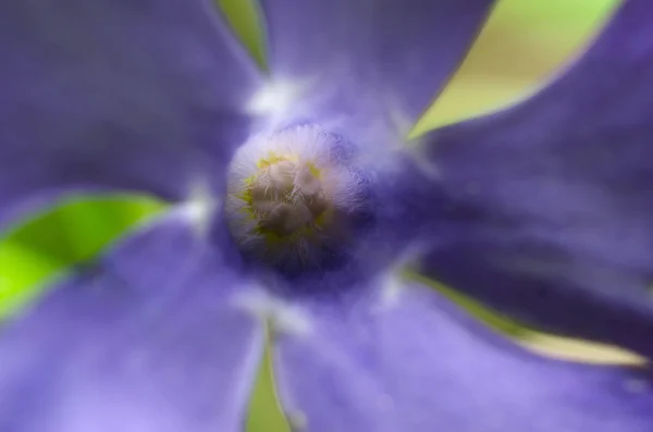 Blue flowers. — Stock Photo, Image