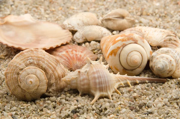 Muschel mit einer Perle — Stockfoto