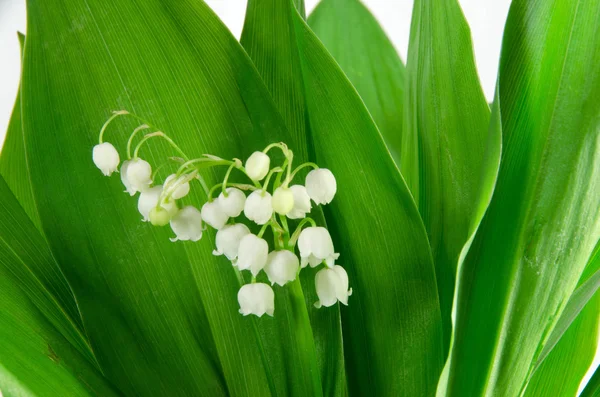 Lilies-of-the-valley — Stock Photo, Image