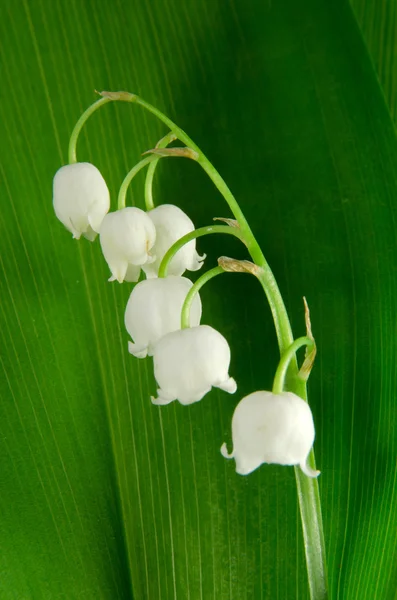 Lilies-of-the-valley — Stock Photo, Image