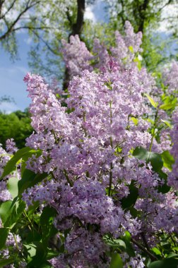 Lila mor çiçekler, yumuşak çiçek arka plan