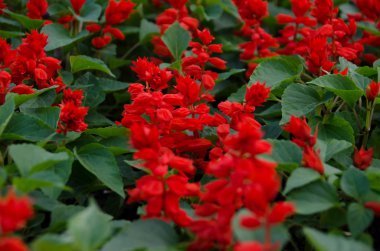 Ada çayı splendens scarlet adaçayı veya tropikal adaçayı